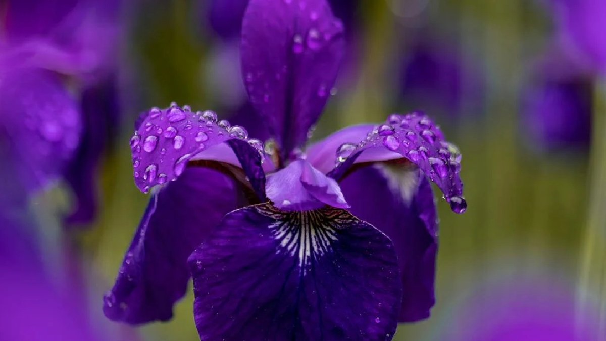 Íris: Flor vibrante, delicada e cheia de simbolismo, tem em sua tonalidade algo parecido da violeta. Vem também de "arco-íris", exalando alegria, e significa "mensageira de Deus" - (Aaron Burden/Pixabay)
