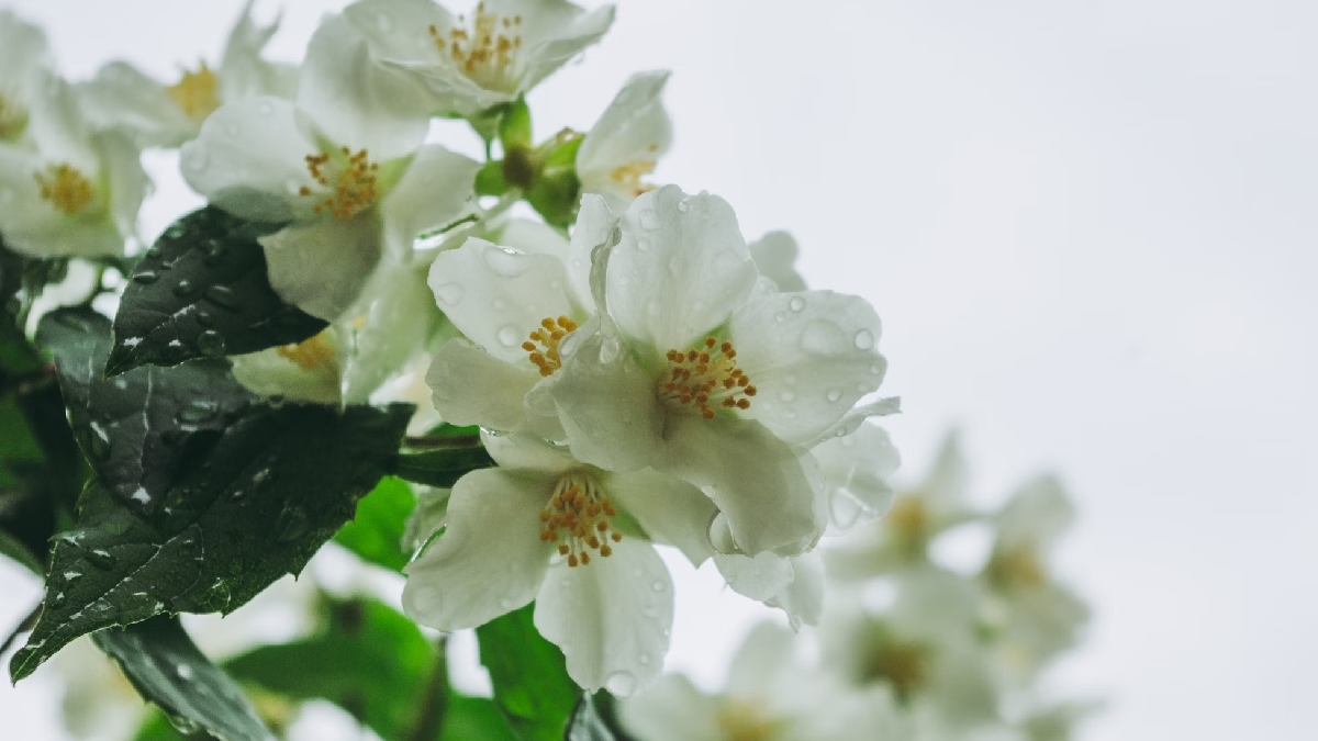 Jasmim: Outra flor delicada, de pétalas brancas (semelhante à margarida), perfumada e encantadora. O nome ainda é semelhante a da princesa da Disney, Jasmine. Derivada da palavra "yasamen", significa doçura, encantadora e beleza - (Dagmara Dombrovska/Unsplash)