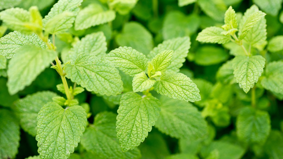 Melissa: Vem do nome científico Melissa officinalis, que é popularmente chamado de erva-cidreira. Do grego, significa "abelha". seu apelido também vem do "mel", o que traz um simbolismo de doçura para esse nome - (Aaron 007/Depositphotos)