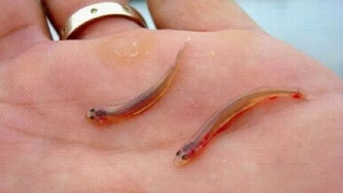Ao conseguir se fixar, o peixe abre a parte de trás do corpo, de maneira semelhante a de um guarda-chuva, o que bloqueia o canal e dificulta a sua saída - (Divulgação/Prefeitura de Belém)