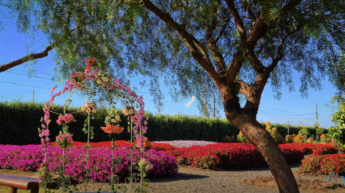 Holambra, a cidade das flores, encanta com seus campos coloridos e arquitetura holandesa!