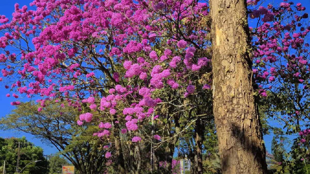 Expoflora: a maior festa das flores da América Latina, um espetáculo de cores e aromas!