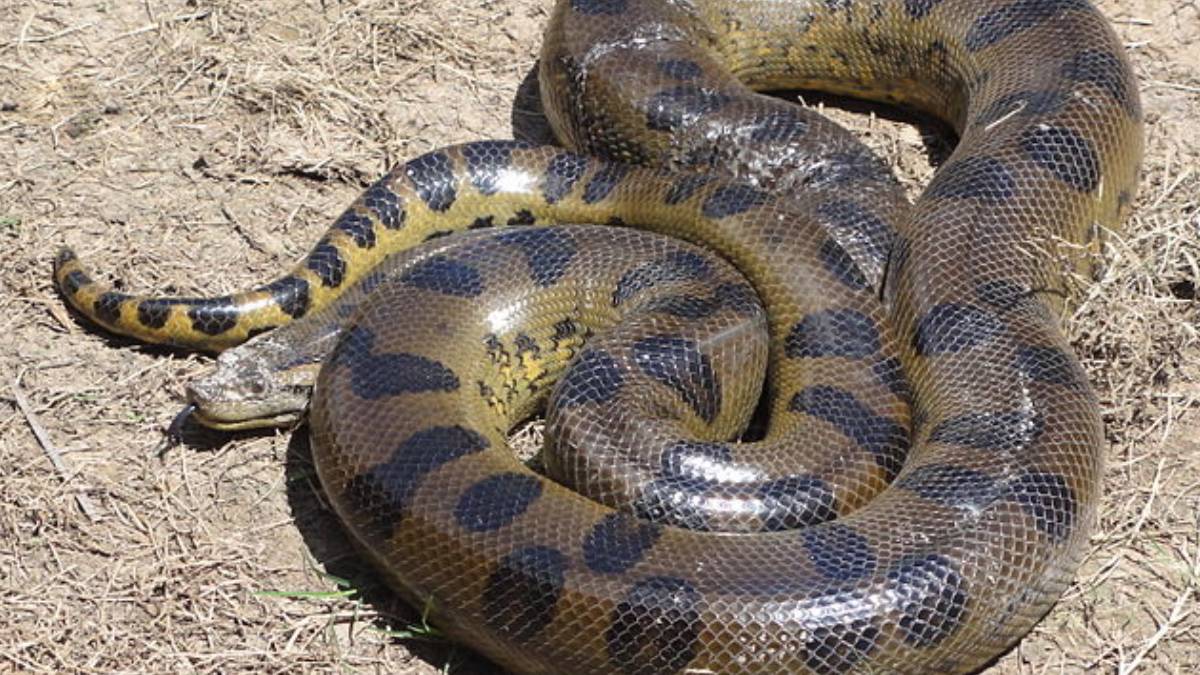 As sucuris, também conhecidas como anacondas, são as maiores cobras do mundo e impressionam pelo tamanho. Foto: Wikimedia Commons