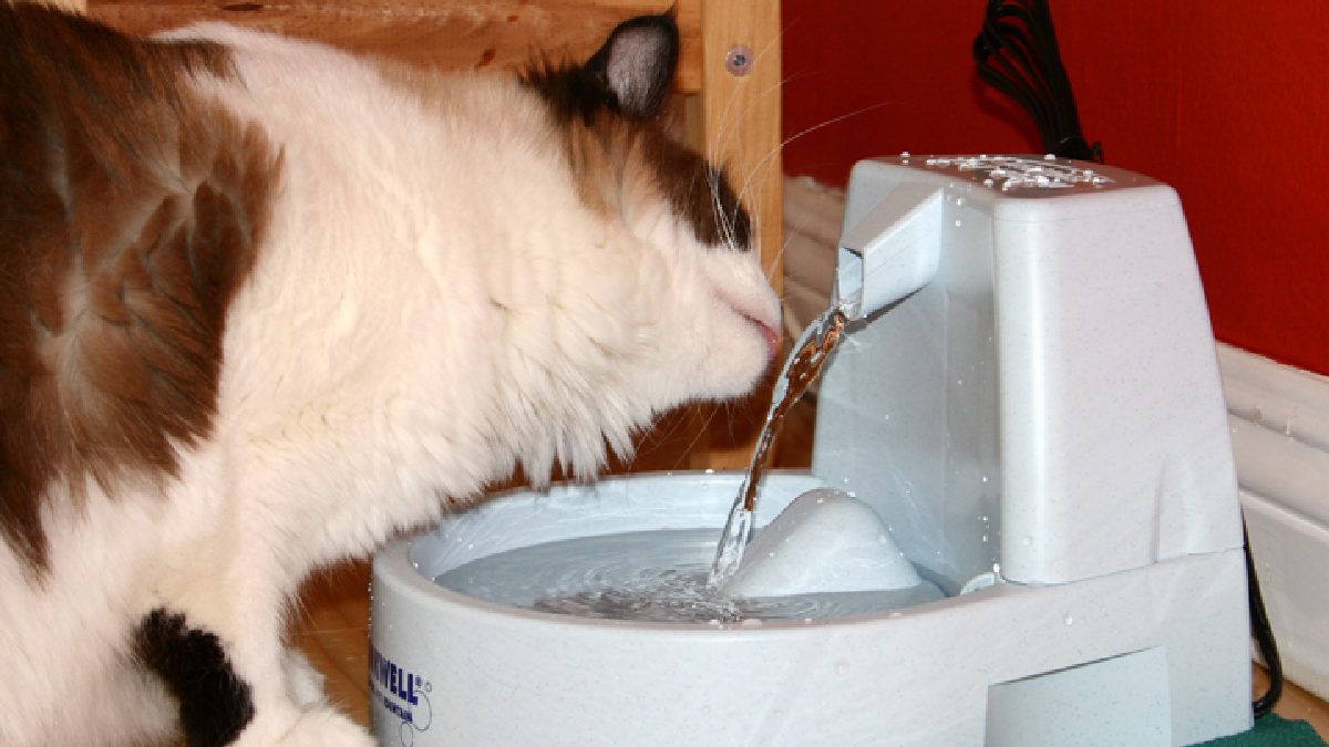 Bebedouros-fonte estimulam os gatos a beber água