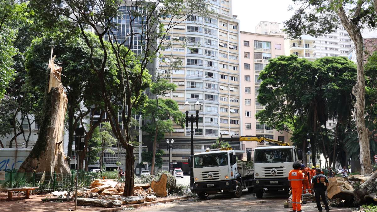 Árvore esteve no Largo do Arouche desde século 19. /Foto: Rovena Rosa/Agência Brasil