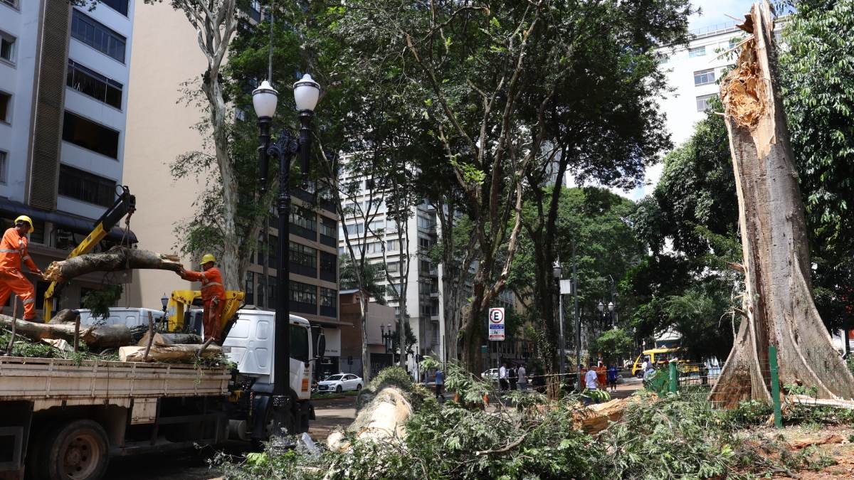 Esta foi uma das mais de 340 árvores caídas após tempestade em São Paulo. /Foto: Rovena Rosa/Agência Brasil