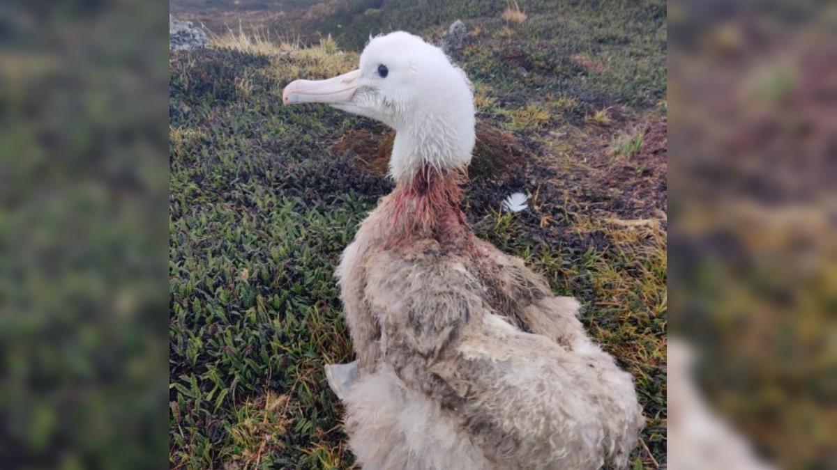 Ave marinha após ser atacada por ratos. /Foto: Reprodução/Redes sociais