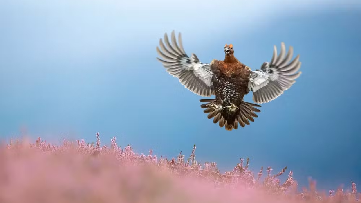 'Tetraz-vermelha chegando à terra' por Ben Hall/ Foto: Ben Hall/British Wildlife Photography Awards
