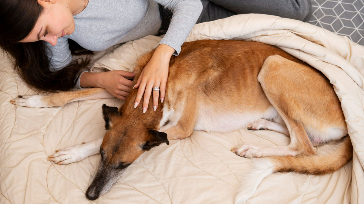 Se o pet apresentar espasmos musculares, perda de consciência e baba excessiva, pode ser convulsão - Foto: Freepik