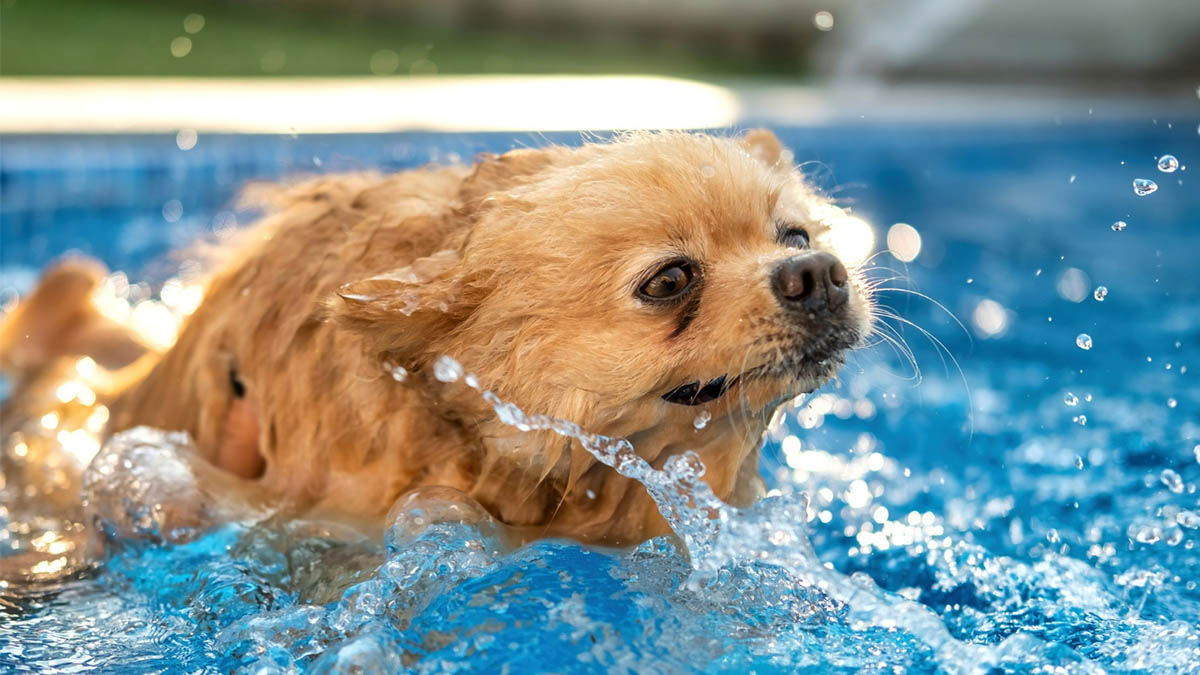 Nem todo pet sabe nadar, portanto, eles também estão sujeitos a afogamentos - Foto: Freepik