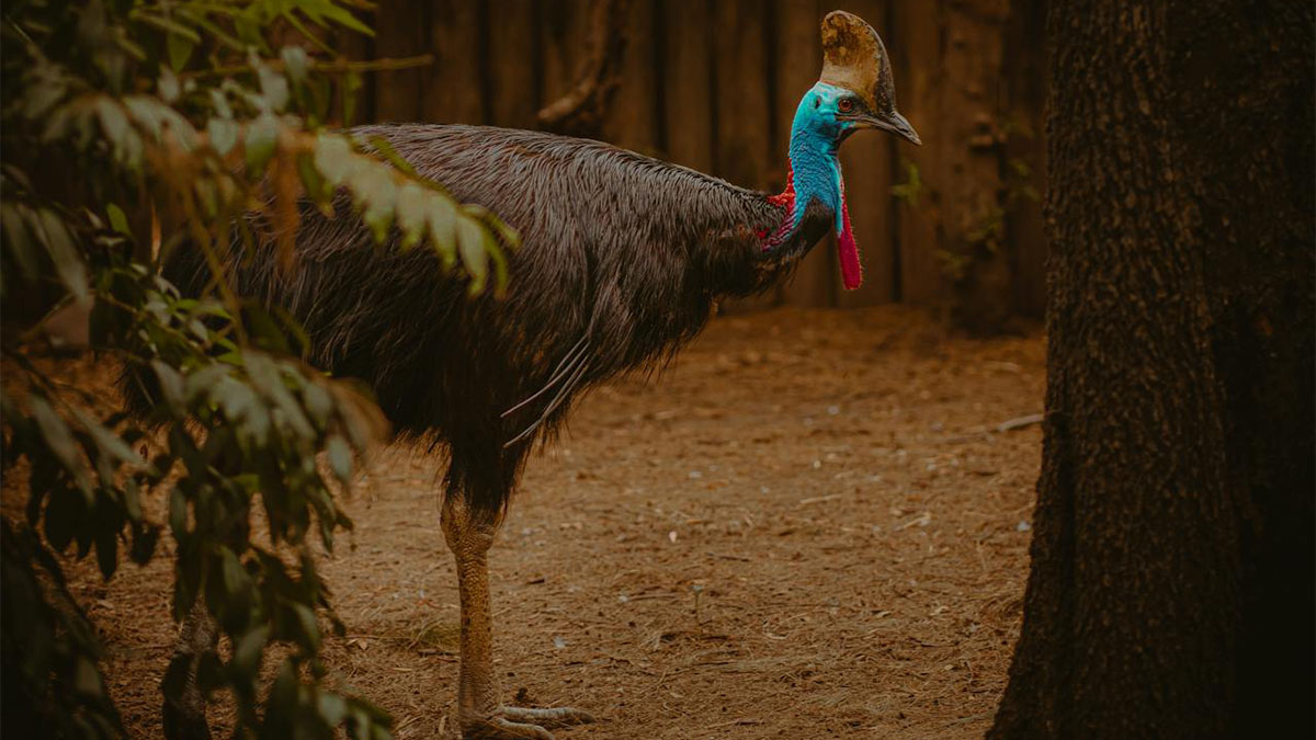 O Casuar tem o tamanho de uma pessoa e pode chegar a pesar cerca de 60 kg - Foto: Andres Idda Bianchi/Pexels