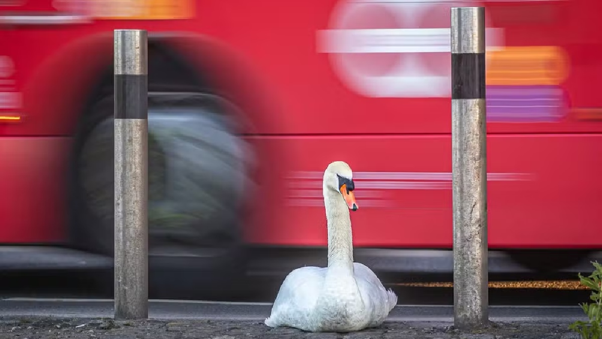 'Passe de ônibus' por Paul Goldstein Foto: Paul Goldstein/British Wildlife Photography Awards