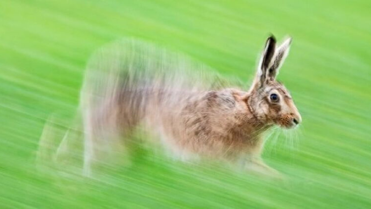 'Lebre em Movimento' por David Tipling Foto: David Tipling/British Wildlife Photography Awards