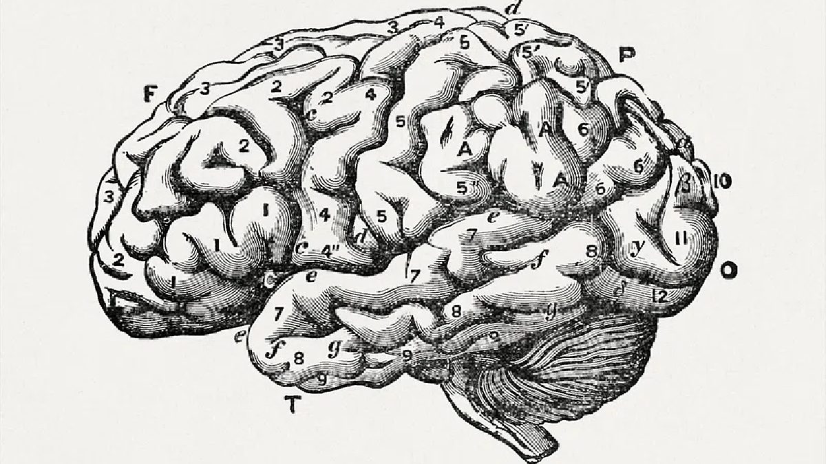 O que é a consciência? A consciência é um tema polêmico. Alguns acreditam que a resposta seja espiritual, outros que é apenas uma característica bioquímica do nosso cérebro desproporcionalmente grande. Entender por que seres humanos possuem raciocínio complexo, e outros animais não, ainda intriga cientistas no mundo todo. Imagem: Domínio Público