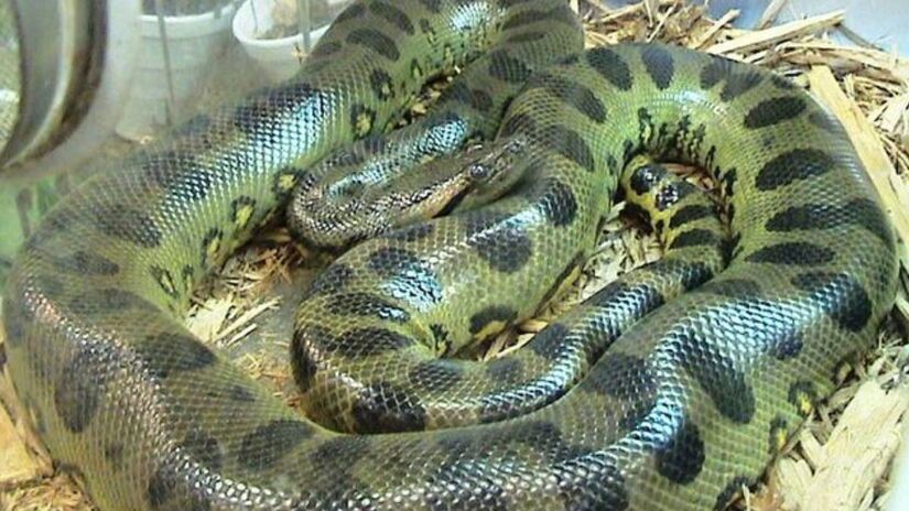 A nova espécie de sucuri-verde destaca a importância de estudos contínuos sobre a biodiversidade. Regiões como a Amazônia ainda abrigam muitas espécies desconhecidas.