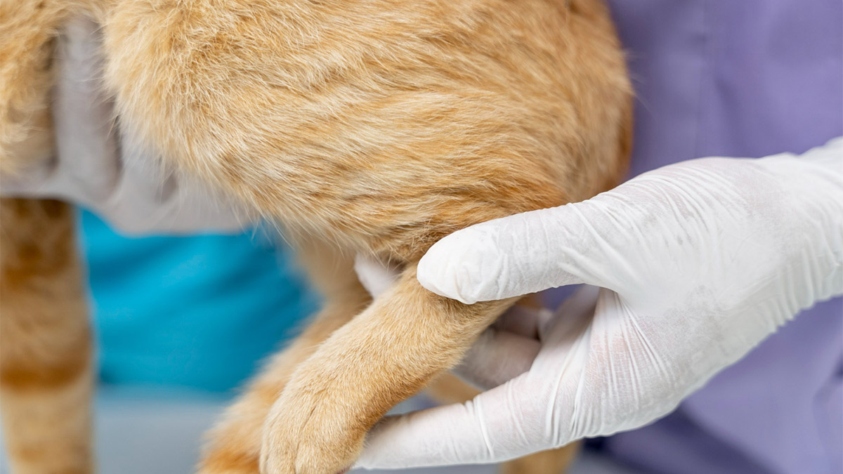 Caso o pet sofra uma queda ou impacto forte e apresente dor intensa ou incapacidade de se mover, elepode estar fraturado - Foto: Freepik