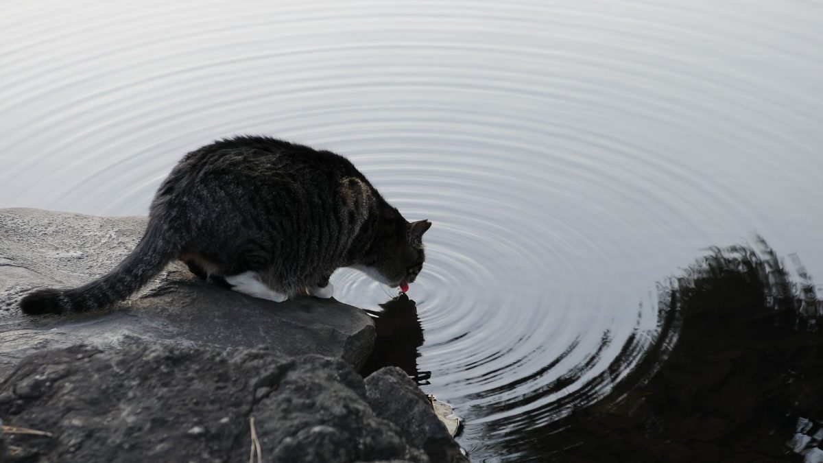 Os gatos gostam de águas que não ficam paradas (Foto: Hisashi/Wikimedia Commons)