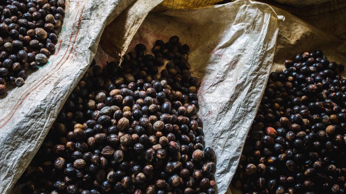 Jabuticaba é uma fruta tradicional brasileira nativa dos estados de Minas Gerais, Goiás e São Paulo. Foto: Jeswin/Freepik