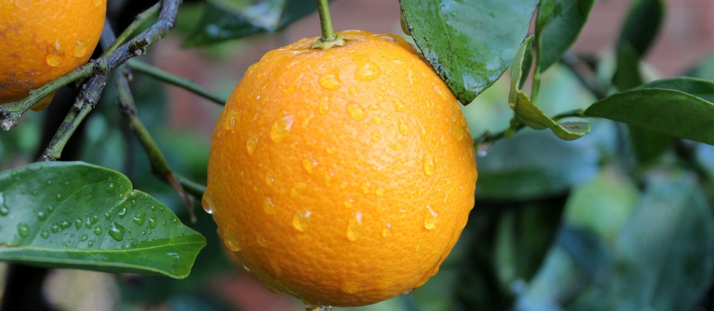 Portokalia maleme chanion kriti são cultivadas nas áreas costeiras da prefeitura de Chania, na ilha de Creta, também na Grécia. Foto: Reprodução/TasteAtlas