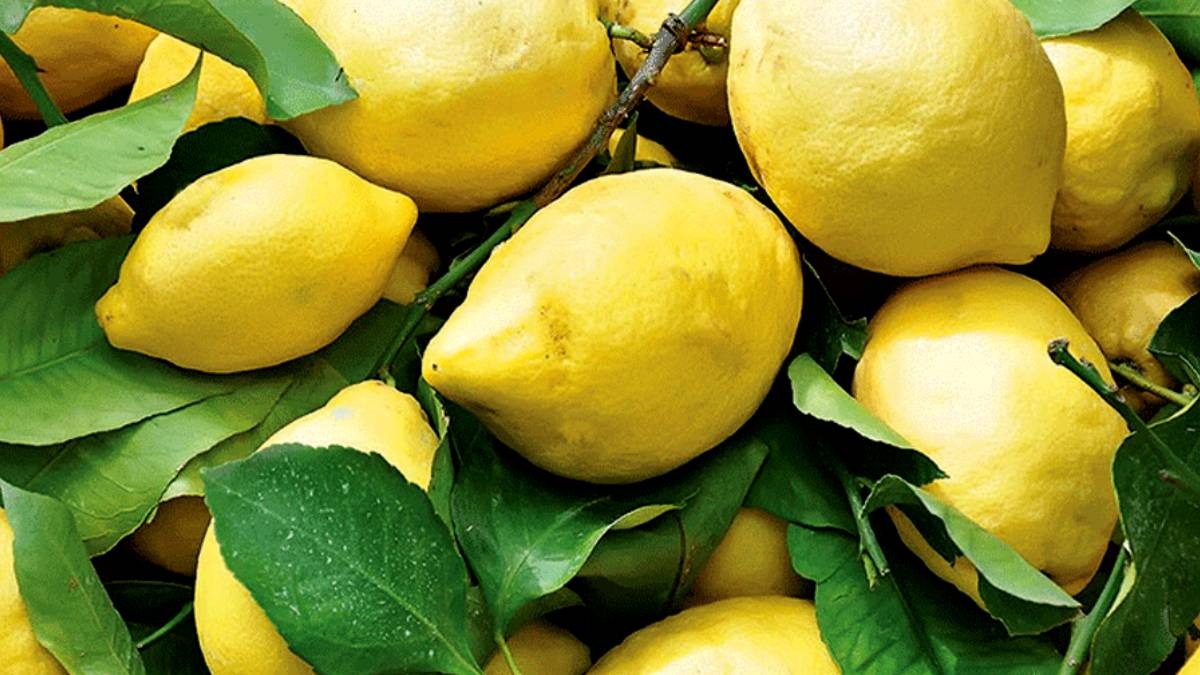 Limone Costa d'Amalfi PGI são cultivados na província de Salerno há séculos. Foto: Reprodução/Qualivita.it