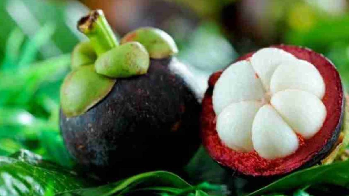 Mangosteen, também conhecido como mangostão roxo, é uma planta tropical cultivada por sua fruta doce. Foto: Reprodução/Flipkart.com