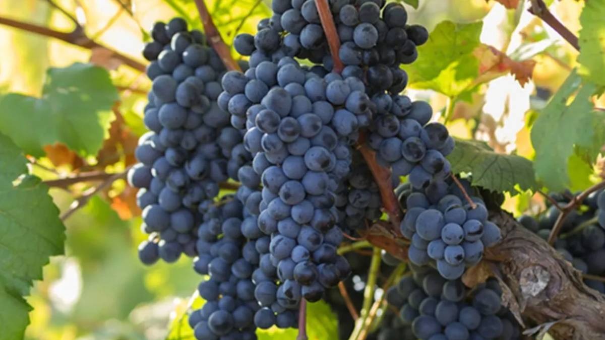 Primitivo é uma variedade de uva italiana com origens bem interessantes. Foto: Reprodução/Vinoveritas.com.br
