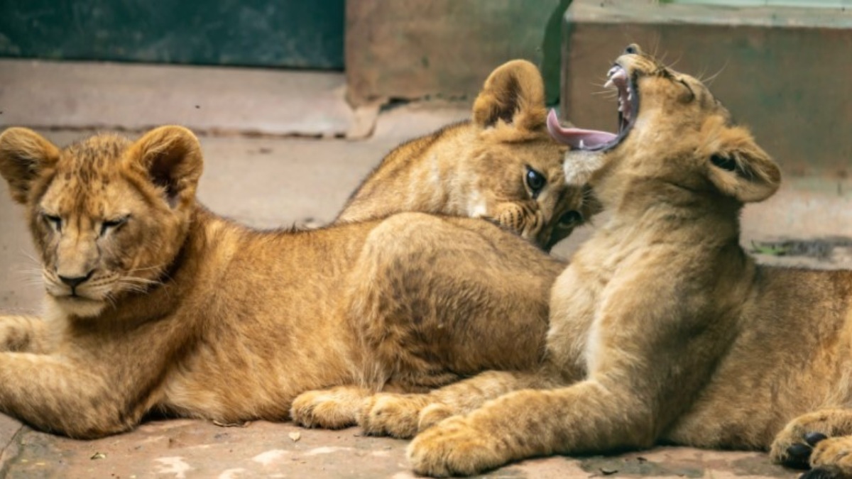 Nomes das filhotes homenageiam personagens de 'O Rei Leão' (Nala, Kiara e Sarabi) e também a cidade de São Paulo (Sampa). /Foto: Divulgação/Zoo São Paulo