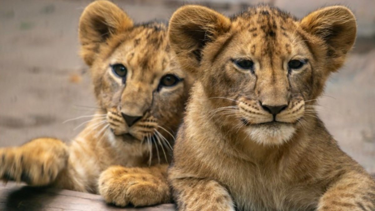 Quatro filhotes de leoa têm quatro meses de vida e pesam 25 kg cada. /Foto: Divulgação/Zoo São Paulo