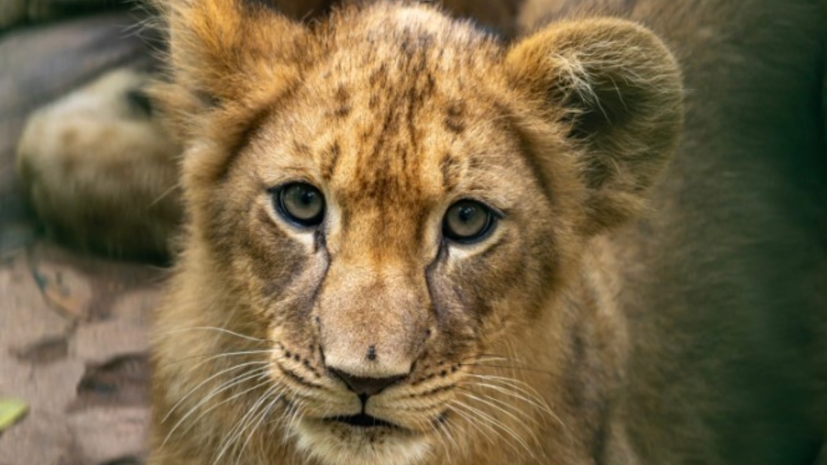 Leoas são quatro dos 2,2 mil animais que habitam o maior zoológico da América Latina. /Foto: Divulgação/Zoo São Paulo