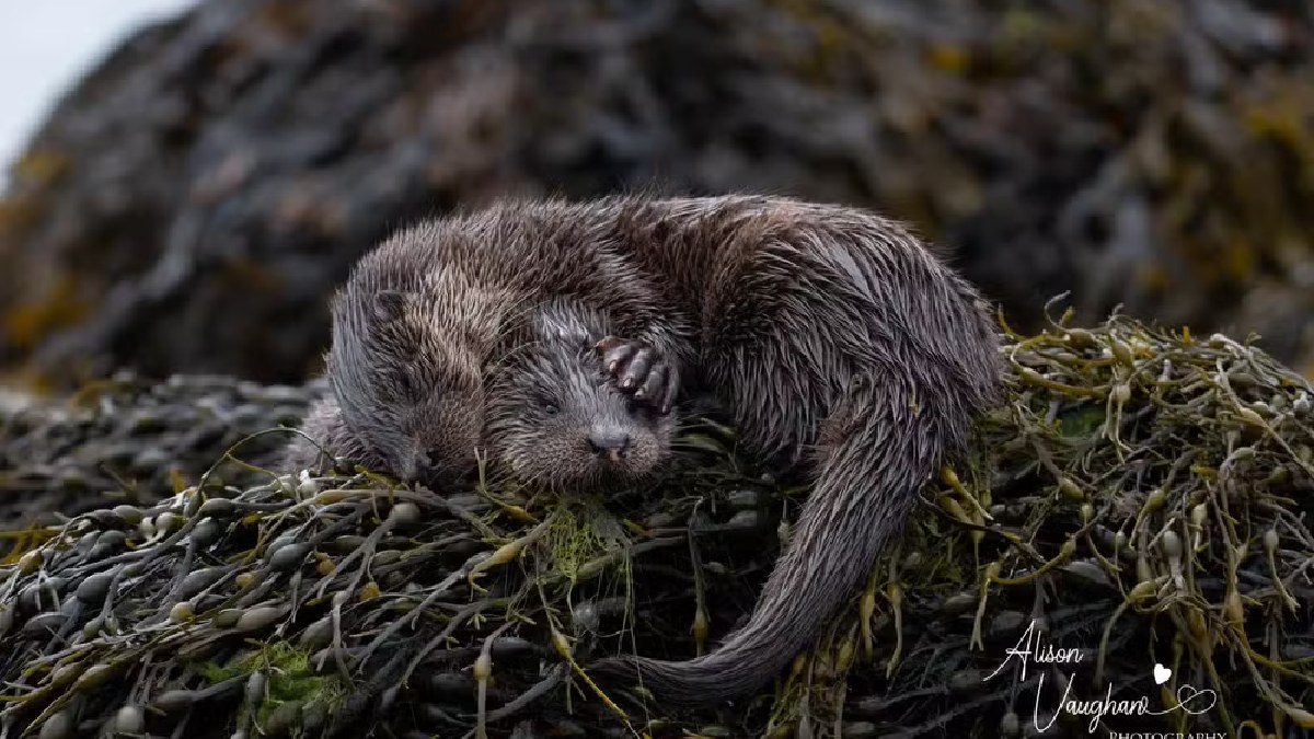 'Comer, Dormir, Brincar, Repetir' de Alison Vaughan Foto: Facebook/Alison Vaughan Wildlife Photography