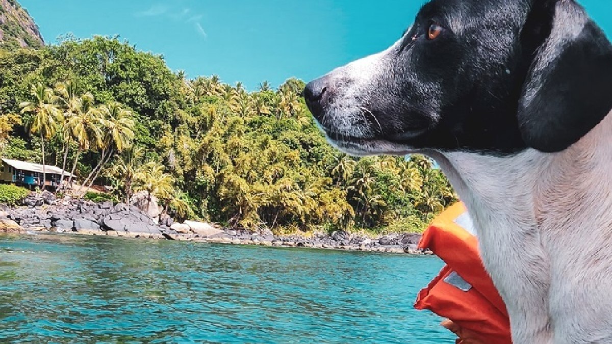 Uma ilha no litoral de São Paulo pode proporcionar uma experiência semelhante a de outros paraísos naturais, como o de Fernando de Noronha. A Ilha Montão do Trigo, em São Sebastião, é um paraíso de águas cristalinas que encantam qualquer turista - (Rodrigo Nathan)