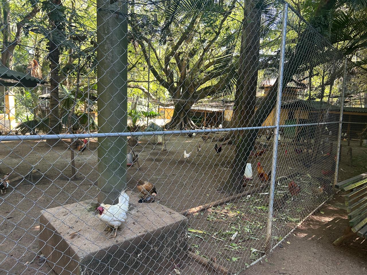 Cerca de 2 mil aves foram doadas para outras instituições/Bruno Hoffmann