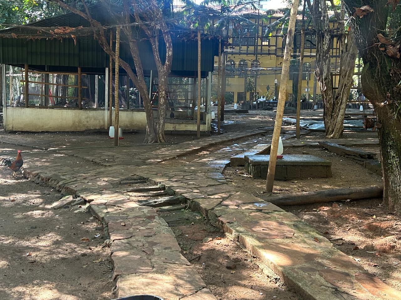 Animais estão confinados em dois espaços fechados do parque/Bruno Hoffmann