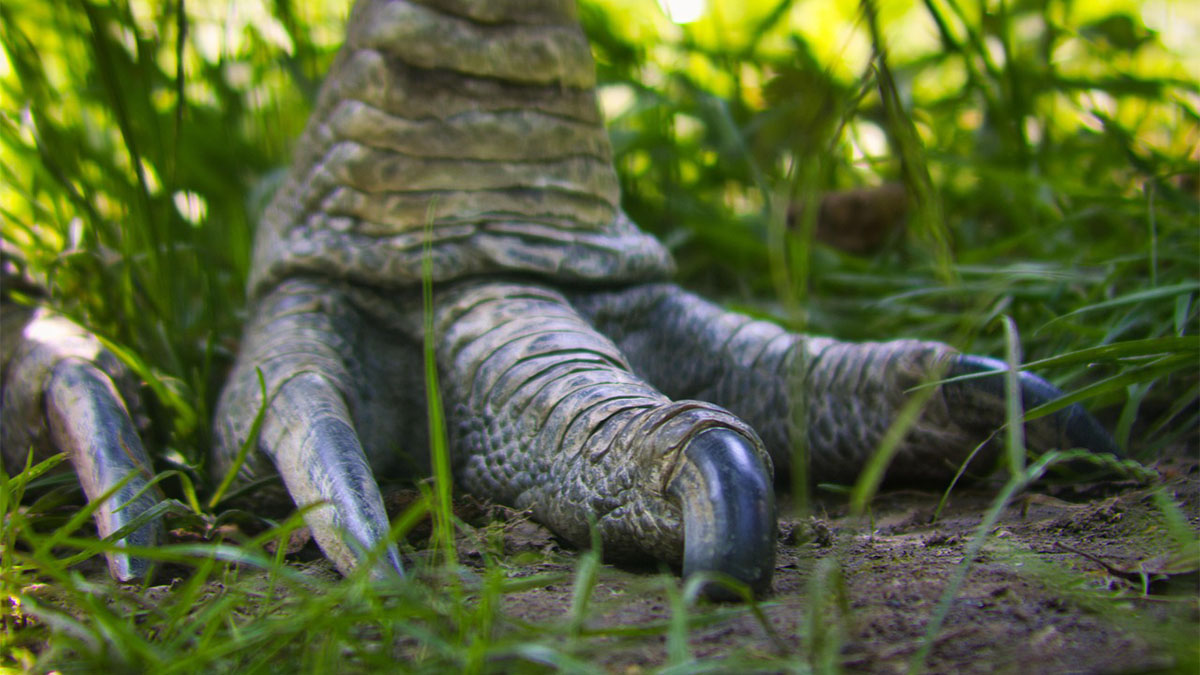 O animal possui grandes garras e pode se tornar agressivo se ameaçado - Foto: S. Nagel por Pixabay