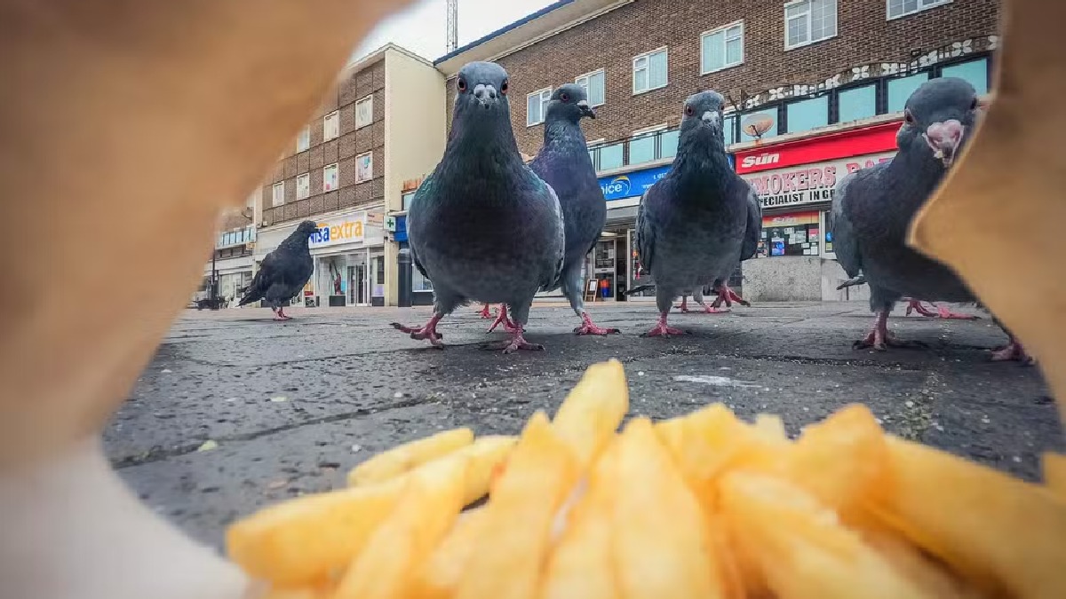 'Limpadores de Rua' por Ben Lucas Foto: Ben Lucas/British Wildlife Photography Awards