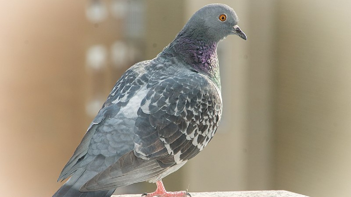 Como os animais migram com tanta precisão? Você sabia que a gaivina do ártico migra, todos os anos, de um pólo a outro do planeta, e depois volta? Entender quais mecanismos fazem dos animais geolocalizadores tão precisos é motivo de muita pesquisa ao redor de todas as universidades do mundo. Imagem: Bramans/Wikimedia Commons