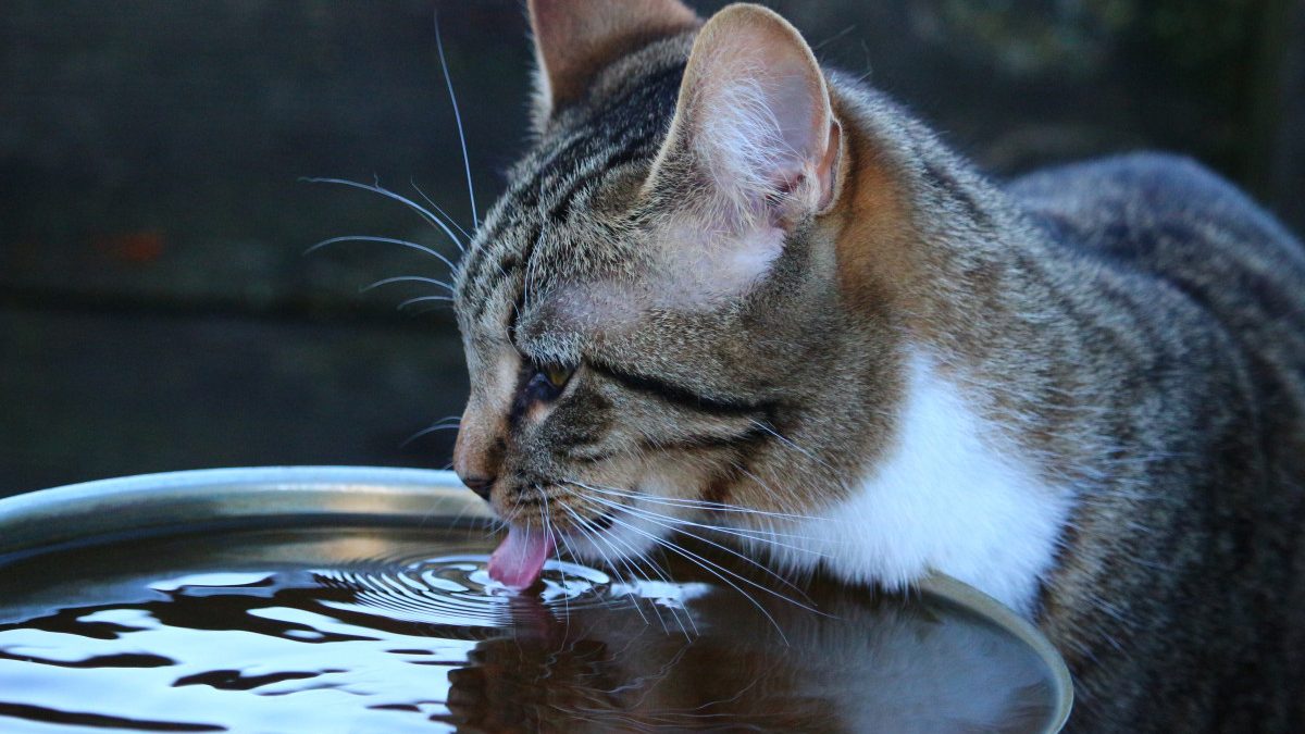 Gatos gostam que seus potes estejam sempre limpos 