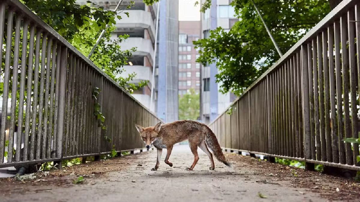 'Exploradora Urbana' por Simon Withyman Foto: Simon Withyman/British Wildlife Photography Awards
