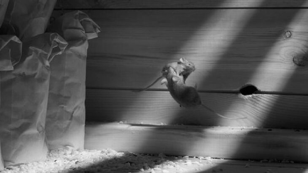 'Batalha de Ratos' por Terry Whittaker Foto: Terry Whittaker /British Wildlife Photography Awards"Mouse Battle"