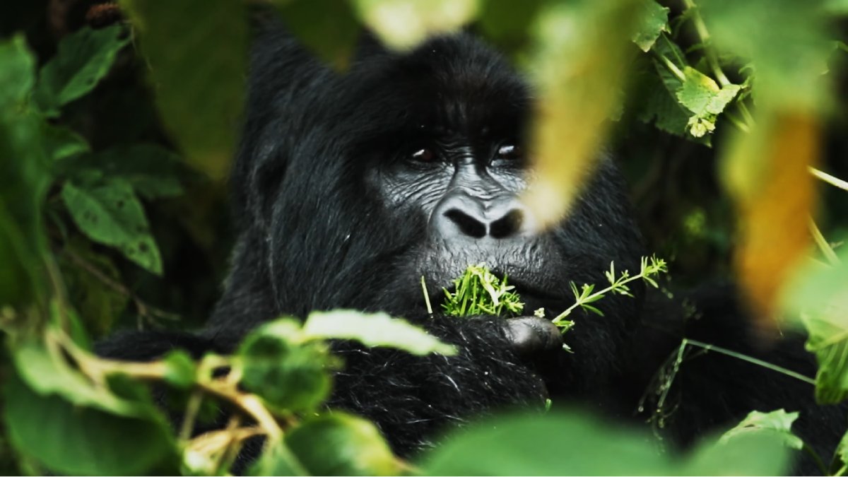 Em Ruanda, é possível fazer um passeio para ver os gorilas nas montanhas