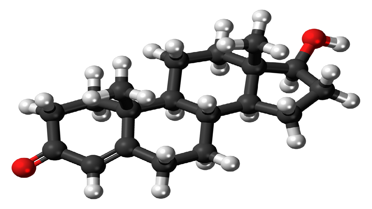 Testosterona é um hormônio sexual predominante em corpos masculinos, mas mulheres cisgênero também produzem uma quantidade de testosterona. Imagem: Wikimedia Commons