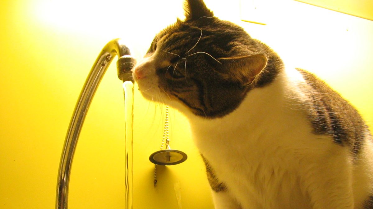 Muitos gatos pedem para seus tutores abrirem a torneira (Foto: Tomasz Sienicki/Wikimedia Commons)