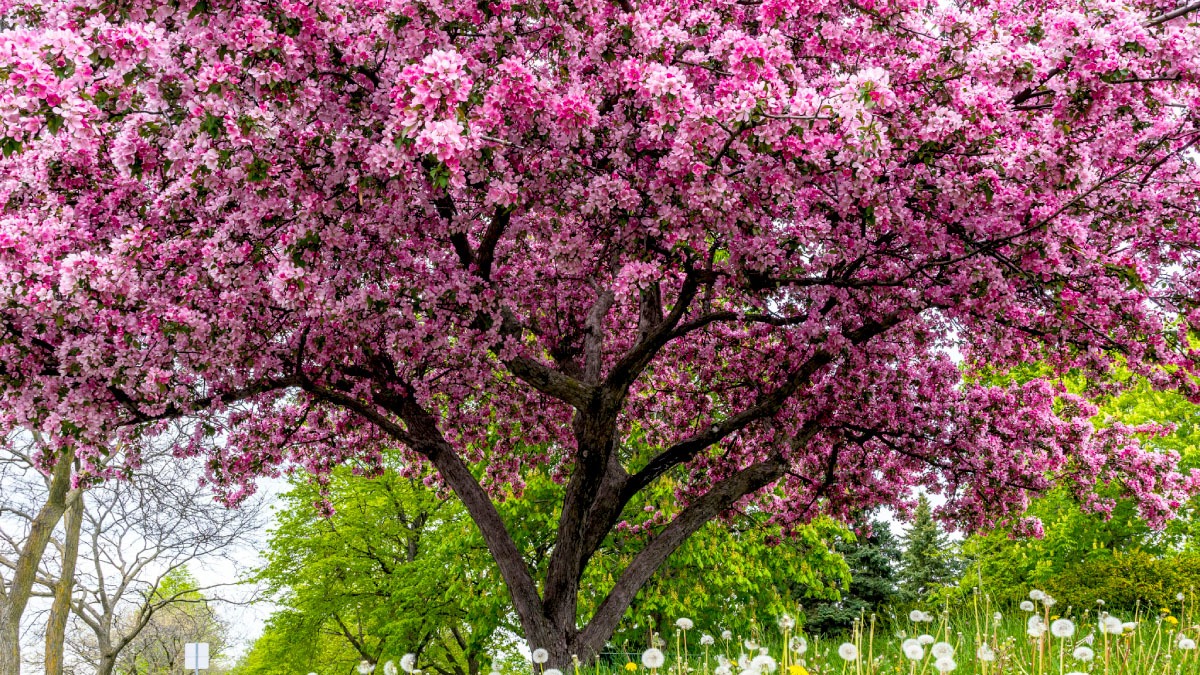 A curta duração das flores, que vivem no máximo três dias, simboliza a passagem do tempo e a efemeridade da vida. Reprodução/Nunzio-Guerrera-Unsplash