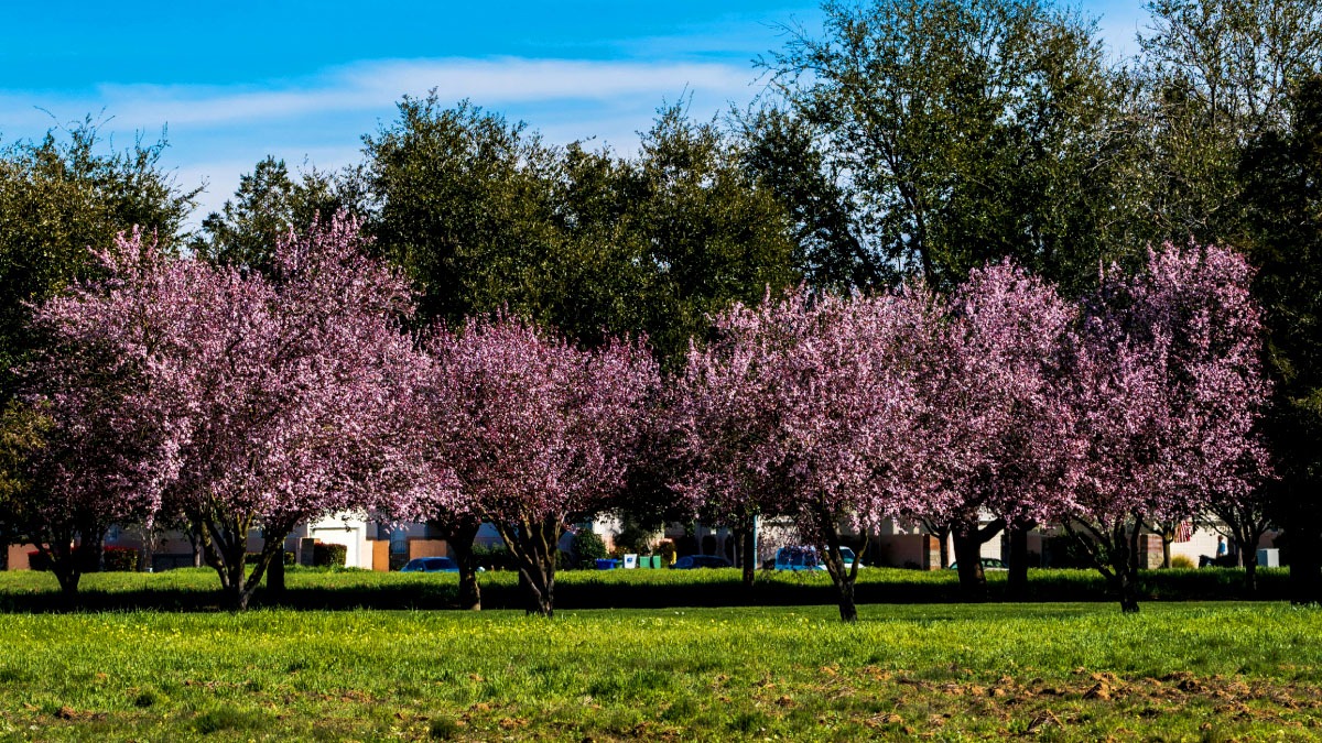 Com o fim do verão e a aproximação do inverno, chega também a temporada de florada das cerejeiras. Reprodução/Matt-Vahle-Unsplash