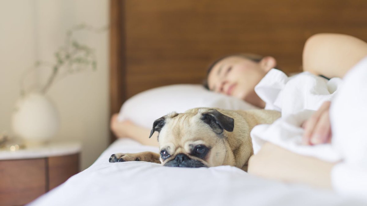 Os sonhos dos cães podem ser parecidos com os dos humanos (Foto: Burst/Pexels)