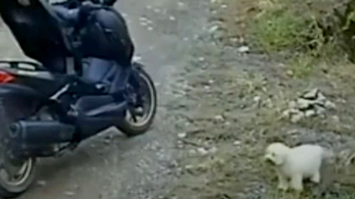 Cachorro é abandonado em rua por mulher em moto em Santa Catarina