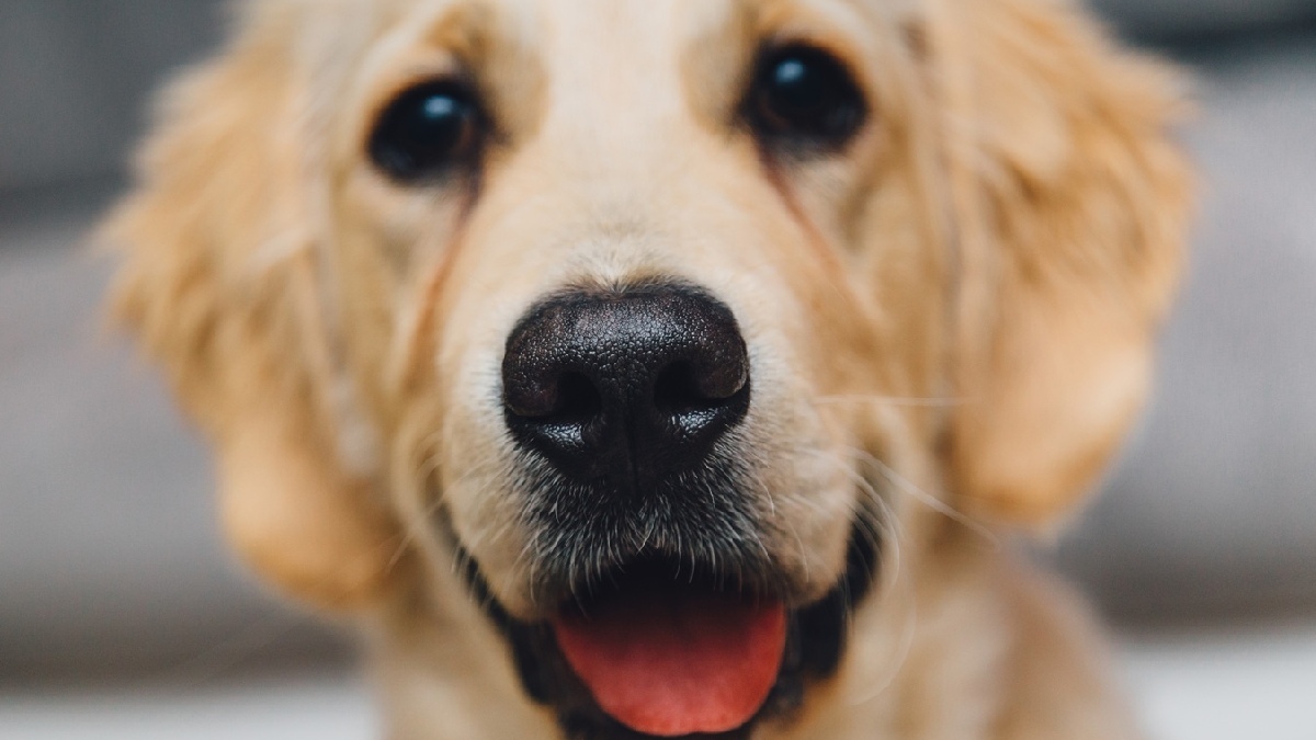 Cachorros podem simbolizar tanto características ruins como boas na sua vida. Imagem: PxHere