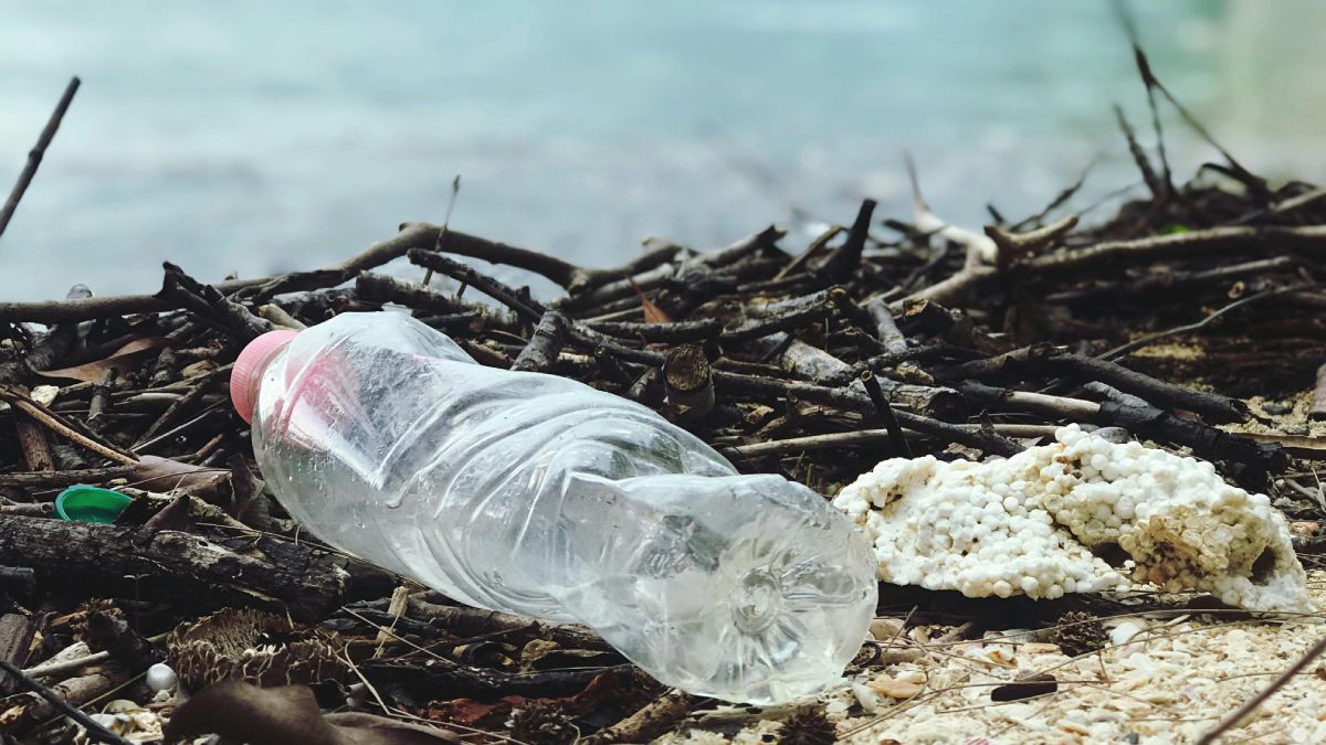 Os animais são afetados pelo lixo na praia (Foto: Catherine Sheila/Pexels)
