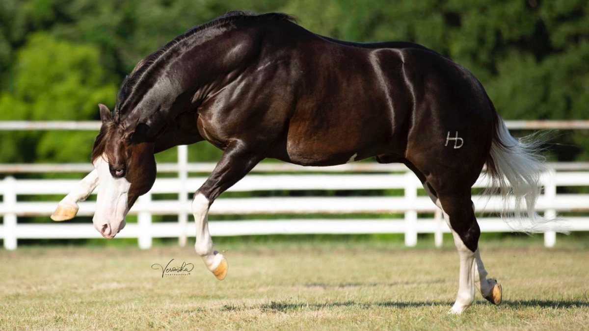 Seus pais são Gunnatrashya, campeão do NRHA Open Futurity, e Snip O Gun, produtora líder da NRHA. /Foto: Divulgação/Haras Monte Sião