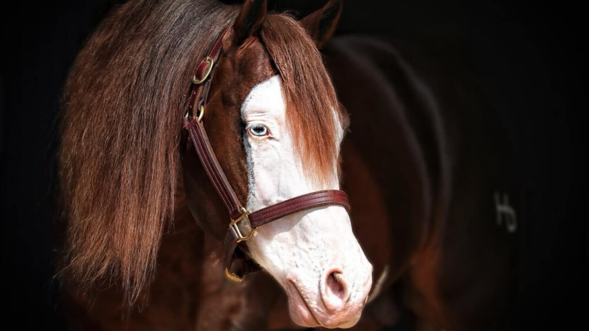 Gênesis 66 foi importado dos Estados Unidos, pertence a raça quarto de milha, muito conhecida por sua versatilidade. /Foto: Divulgação/Haras Monte Sião